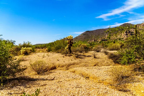 Μαύρο βουνό και την ξηρά έρημο τοπίο με Cholla και τα Saguaro κάκτοι — Φωτογραφία Αρχείου