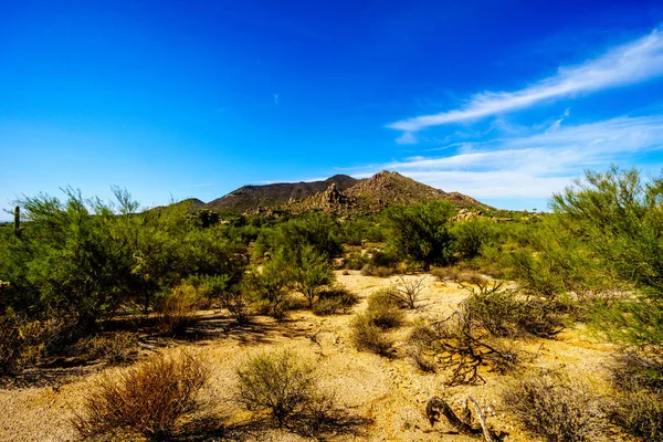 Schwarzer Berg und die trockene Wüstenlandschaft mit Cholla und Saguaro-Kakteen — Stockfoto