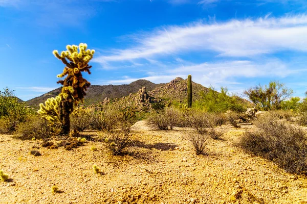 Black Mountain and the Dry Desert Landscape with Cholla and Saguaro Cacti — Stock Photo, Image