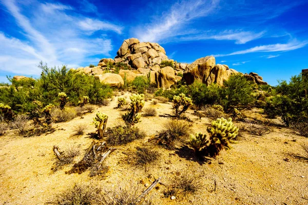 Cholla ve Saguaro kaktüs kaygısız Arizona yakınlarında çölde kayalar, çöl, yatay