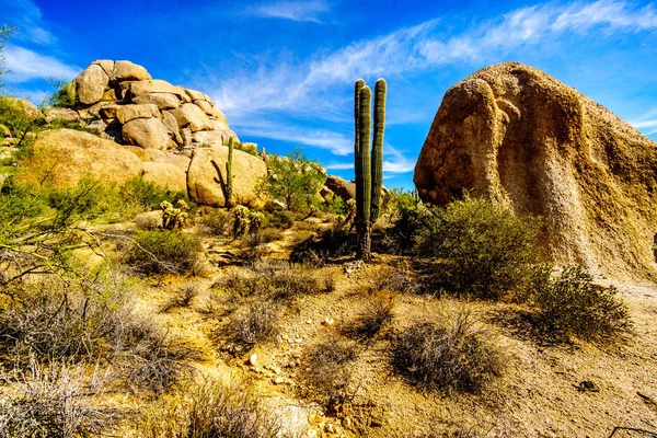 Yatay, Saguaro kaktüs kaygısız Arizona yakınlarında çölde kayalar, çöl