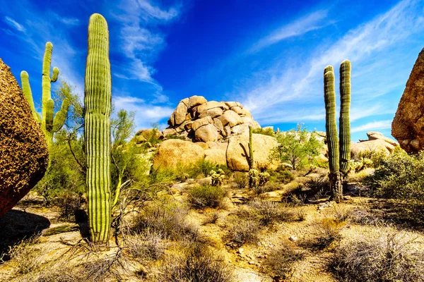 Sivatagi táj Saguaro kaktusz, a sziklák közelében gondtalan Arizona-sivatagban — Stock Fotó