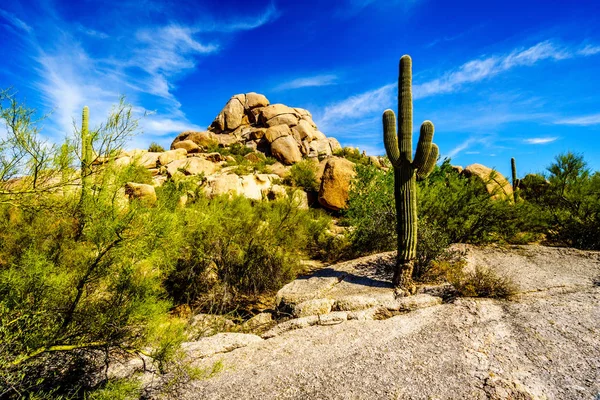 Pouštní krajinu s kaktusy Saguaro na balvany v poušti poblíž bezstarostné Arizona — Stock fotografie