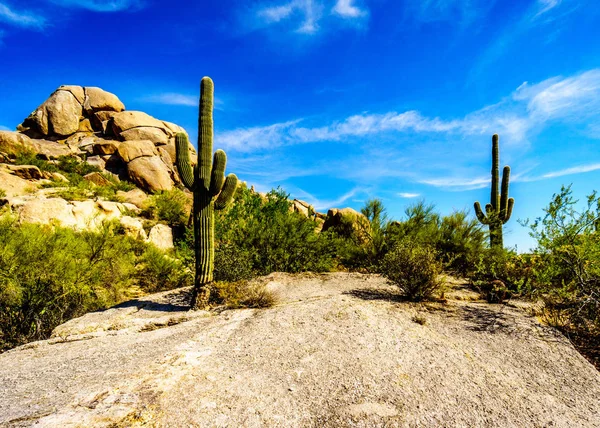 Ökenlandskap med Saguaro kaktusar på stenblocken i öknen nära sorglös Arizona — Stockfoto