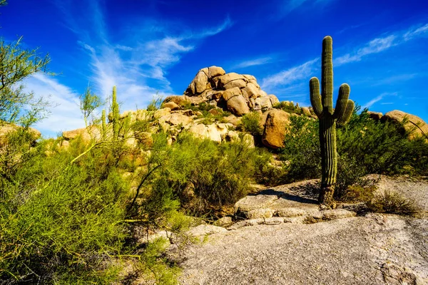 Wüstenlandschaft mit Saguaro-Kakteen an den Felsbrocken in der Wüste in der Nähe des sorgenfreien arizona — Stockfoto