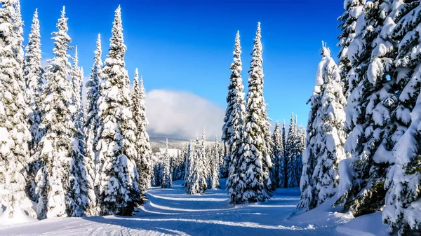 Gorgeous Sunny Day Beautiful Winter Landscape Setting Snow Covered Trees — Stock Photo, Image