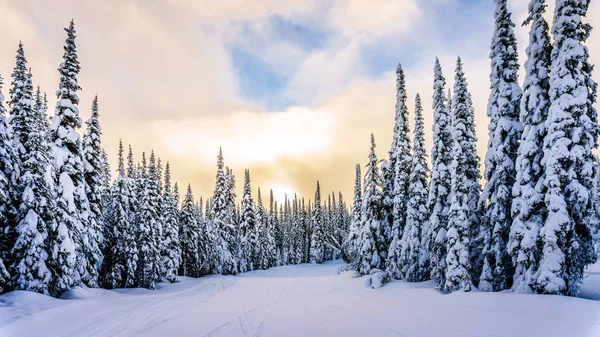 Winter landscape of the forest area of Sun Peaks Ski Resort in British Columbia, Canada — Stock Photo, Image
