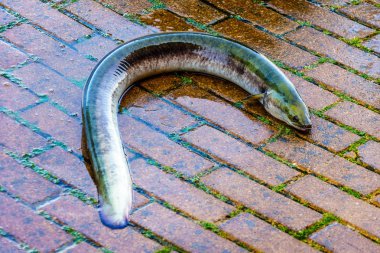 Eel in the streets of Urk in the Netherlands clipart