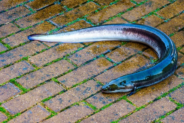 Eel in the street at the Auction in Urk, the Netherlands — Stock Photo, Image