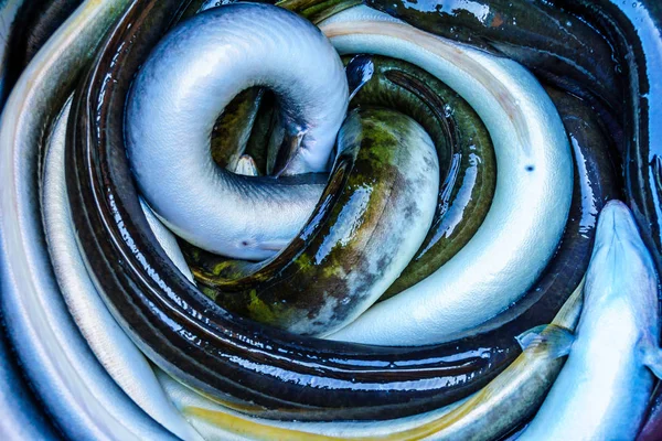 Eels ready to be auctioned off in Urk, the Neteherlands — Stock Photo, Image