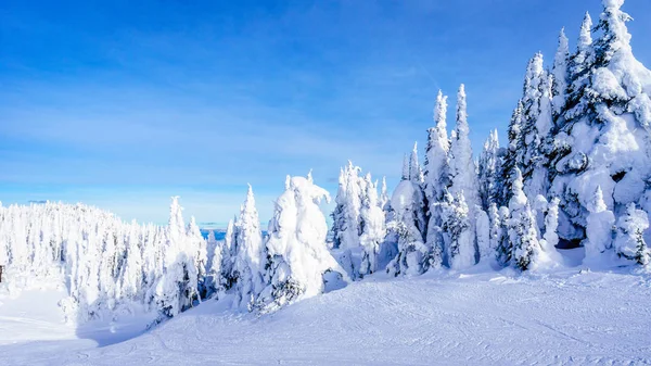 Árboles cubiertos de nieve en la estación de esquí de Sun Peaks en las Tierras Altas Shuswap del centro de Columbia Británica, Canadá — Foto de Stock