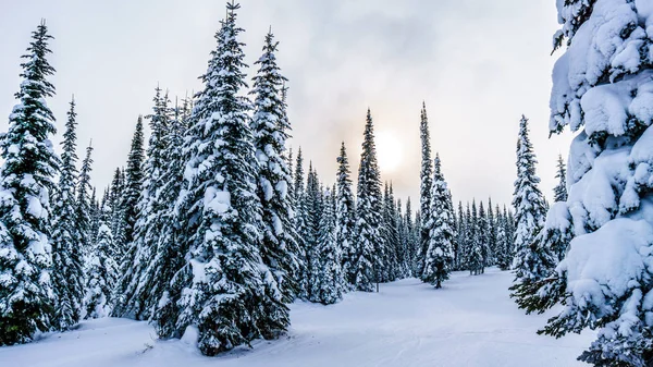 Árboles cubiertos de nieve en la estación de esquí de Sun Peaks en Columbia Británica, Canadá —  Fotos de Stock