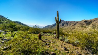 Dev saguaro ve varil kaktüsler çöl ülke Güney dağ Park Phoenix Maricopa County, Arizona dışında