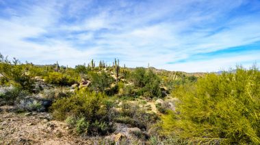 Bartlett baraj yolu Tonto National Forest yakınındaki Phoenix Arizona boyunca manzara çöl