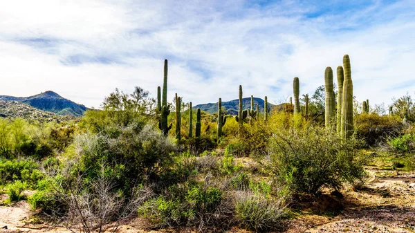 Group of tall Saguaro Cacti in a circle in Tonto National Forest near Lake Bartlett — Stock Photo, Image