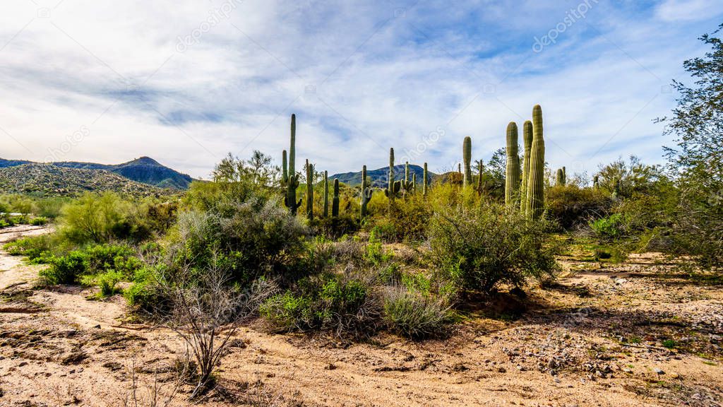 Group of tall Saguaro Cacti in a circle in Tonto National Forest near Lake Bartlett