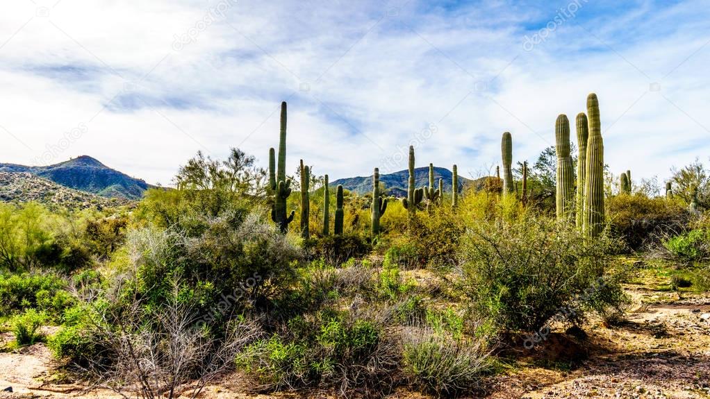 Group of tall Saguaro Cacti in a circle in Tonto National Forest near Lake Bartlett