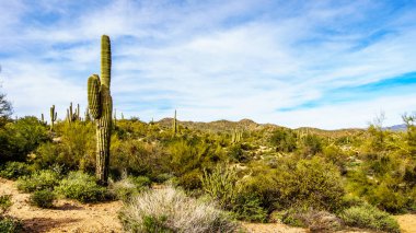 Uzun boylu Saguaro kaktüsü intonto Ulusal Ormanı Arizona, Amerika Birleşik Devletleri