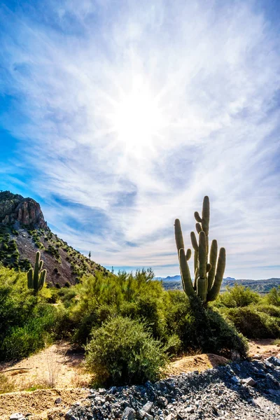 Všechny Saguaro kaktus v Tonto National Forest v Arizoně, Spojené státy — Stock fotografie