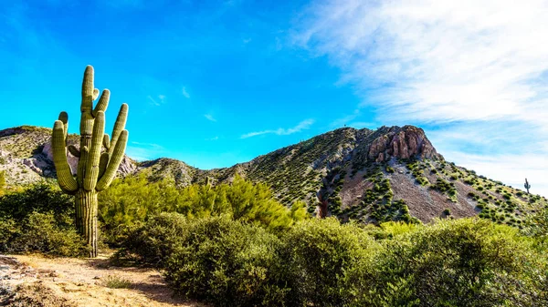 Ttonto アメリカ合衆国、アリゾナ州の国有林ですべてのサグアロ サボテン — ストック写真
