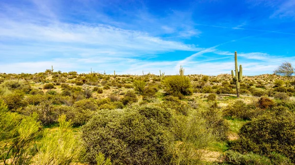 Landscape at Lake Bartlett area in Tonto National Forest near Phoenix Arizona — Stock Photo, Image