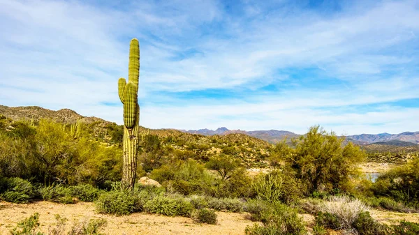 Tall Saguaro Cactus inf Tonto National Forest in Arizona, United States — Stock Photo, Image