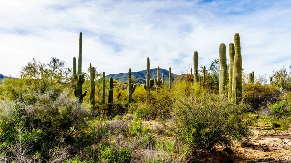 Group of Saguaru cactuses in Tonto National Forest in Maricopa County, Arizona in the United States of America