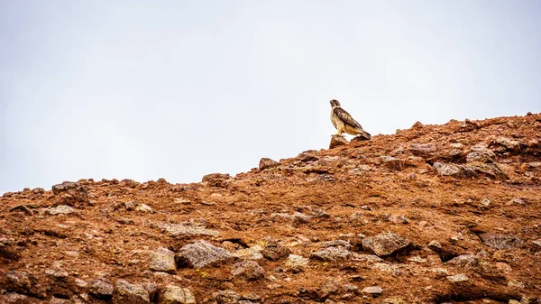 Peregrine Falcon  on the Red Sandstone Buttes in Papago Park — Stock Photo, Image