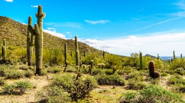 Phoenix Arizona çevre Stewardlara dağ Reginal Park 