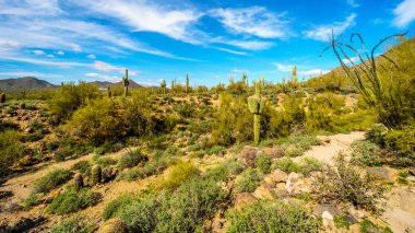 Phoenix Arizona çevre Stewardlara dağ Reginal Park