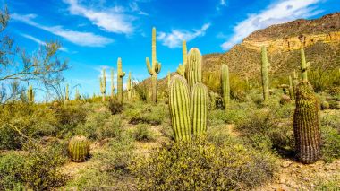 Phoenix, Arizona'da Maricopa County yakınındaki Stewardlara Dağ Bölge Parkı