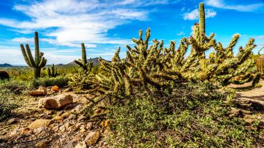 Phoenix Arizona yakınlarında Stewardlara Dağ Bölge Parkı 