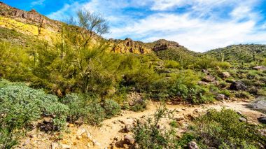 Phoenix Arizona çevre Stewardlara dağ Reginal Park