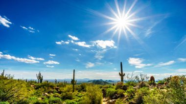 Saguaro kaktüs Stewardlara Dağ Bölge Parkı, Arizona 
