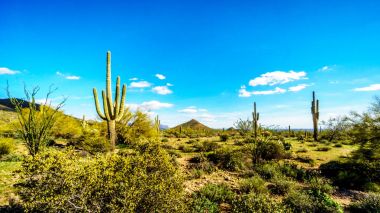 Phoenix Arizona çevre Stewardlara dağ Reginal Park 