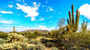 Saguaro, Cholla, Ocotillo ve namlu kaktüsler Stewardlara Dağ Bölge Parkı yarı çöl manzara