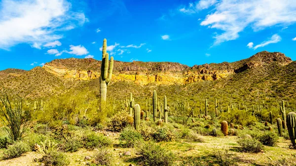 Usery góry Reginal Park w pobliżu Phoenix Arizona — Zdjęcie stockowe