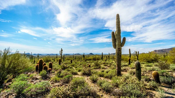 Vallley av sunen av Usery berg i Arizona, Usa — Stockfoto