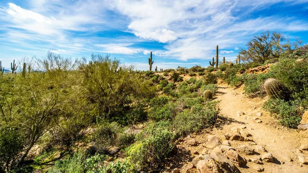 Usery Mountain Reginal Park near Phoenix Arizona — Stock Photo, Image