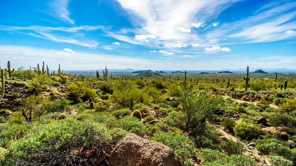 Valley of the Sun of Usery Mountain in Arizona, USA — Stock Photo, Image