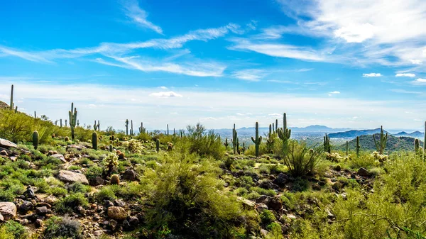 Valley of the Sun Usery Mountain in Arizona, USA — Stock Photo, Image