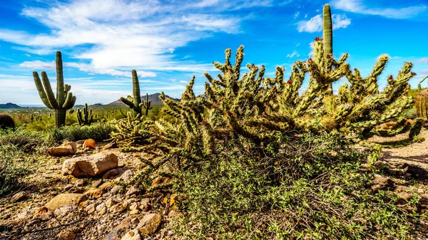 Usery Mountain Regional Park near Phoenix Arizona — Stock Photo, Image