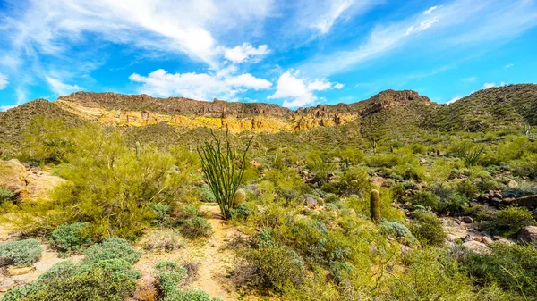 Parque Regional de Usery Mountain cerca de Phoenix, en el condado de Maricopa, Arizona —  Fotos de Stock