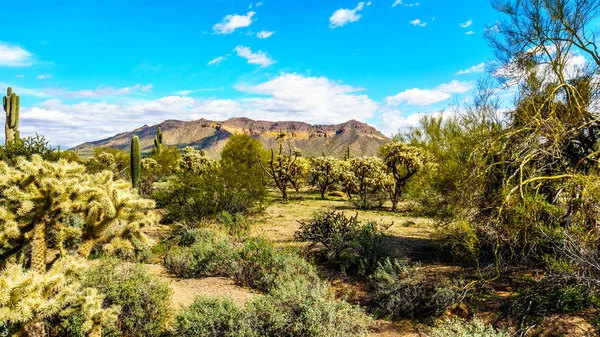 UživateleY, musí Mountain Regional Park poblíž Phoenix, v okrese Maricopa County, Arizona — Stock fotografie