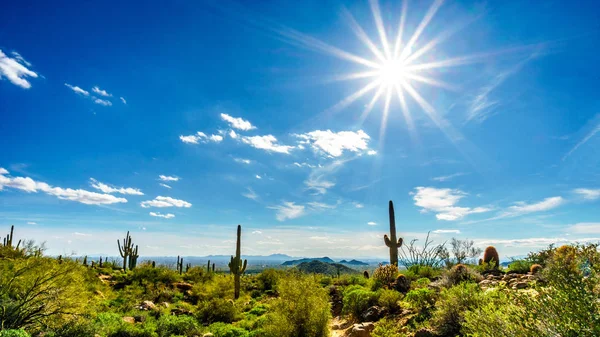 Saguaro Cacti at Usery Mountain Regional Park, Arizona — Stock Photo, Image