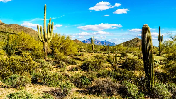 Saguaro, Jr., peptydu kompleks drukarek i kaktusy beczkowate w Usery góry Reginal Park w pobliżu Phoenix Arizona — Zdjęcie stockowe