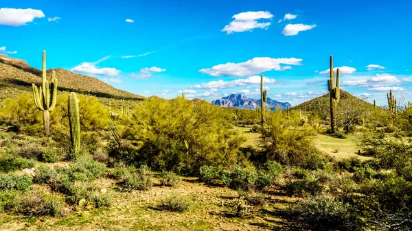Saguaro, Cholla, Ocotillo and Barrel Cacti at Usery Mountain Regional Park near Phoenix, in Maricopa County, Arizona — Stock Photo, Image
