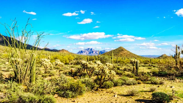 Saguaro, Barrel Cacti in Usery Mountain Regionaal Park in de buurt van Phoenix, in Maricopa County, Arizona, Cholla en Ocotillo — Stockfoto