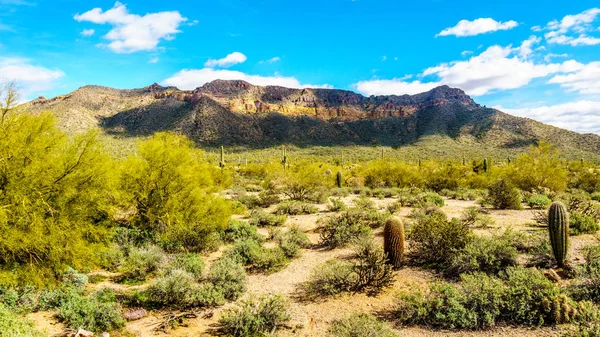 Saguaro, Cholla, Ocotillo och fat kaktusar i Usery Mountain Regional Park nära Phoenix, i Maricopa County, Arizona — Stockfoto