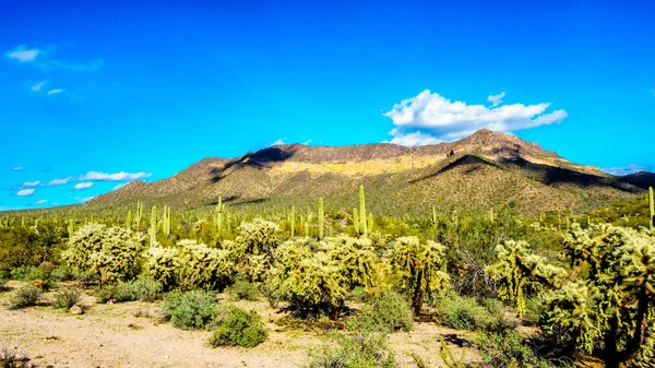 Saguaro, Cholla, Ocotillo och fat kaktusar i Usery Mountain Regional Park nära Phoenix, i Maricopa County, Arizona — Stockfoto